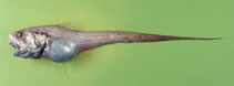 Image of Nezumia brevibarbata (Shortbeard grenadier)