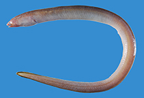 Image of Neenchelys parvipectoralis (Mini-fin work eel)