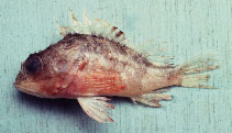 Image of Neomerinthe procurva (Curvedspine scorpionfish)