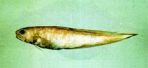 Image of Neobythites unimaculatus (Onespot cusk)