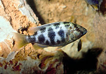 Image of Nimbochromis venustus 
