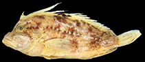 Image of Ocosia dorsomaculata (Blotch-finned waspfish)