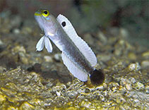 Image of Opistognathus gilberti (Yellow jawfish)