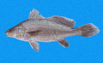 Image of Ophioscion strabo (Squint-eyed croaker)