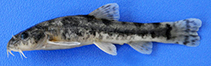 Image of Oxynoemacheilus cinicus 