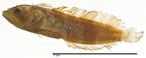 Image of Paraclinus cingulatus (Coral blenny)