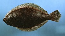 Image of Paralichthys dentatus (Summer flounder)