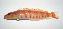 Image of Parapercis flavolabiata (Yellowlip grubfish)