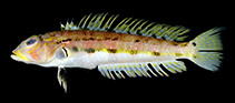 Image of Parapercis flavipinna (Yellowfin sandperch)