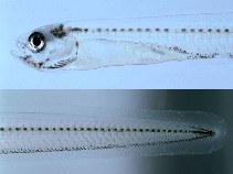 Image of Parophidion schmidti (Dusky cusk-eel)