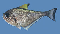 Image of Pempheris bexillon (Yellowfin sweeper)