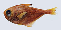Image of Pempheris pathirana (Trincomalee sweeper)
