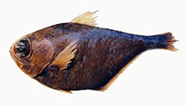 Image of Pempheris shirleen (Hurghada sweeper)