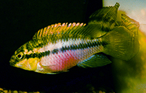 Image of Pelvicachromis silviae 