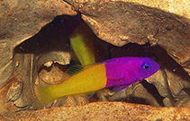Image of Pictichromis dinar (Dottyback)