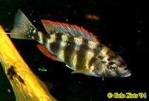 Image of Placidochromis johnstoni 