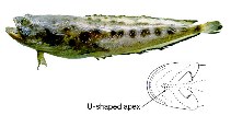 Image of Porichthys bathoiketes 