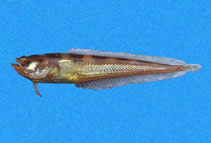 Image of Porichthys greenei (Greene\
