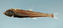 Image of Pollichthys mauli (Stareye lightfish)