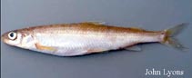 Image of Prosopium coulterii (Pygmy whitefish)