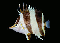 Image of Prognathodes geminus (Twin butterflyfish)