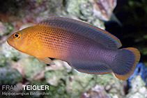 Image of Pseudochromis dilectus 