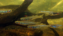 Image of Pseudomugil inconspicuus (Inconspicuous blue-eye)
