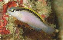 Image of Pseudochromis jace (Zippered dottyback)