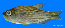Image of Pseudochalceus lineatus 