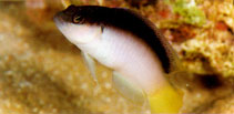 Image of Pseudochromis pesi (Pale dottyback)