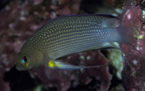 Image of Manonichthys polynemus (Longfin dottyback)