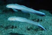 Image of Ptereleotris carinata (Panamic dartfish)