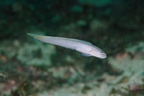 Image of Ptereleotris randalli (Brazilian dartfish)
