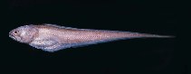 Image of Pyramodon ventralis (Pallid pearlfish)