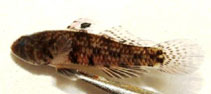 Image of Redigobius macrostoma (Large-mouth goby)