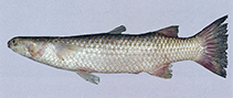 Image of Rhinomugil corsula (Corsula)