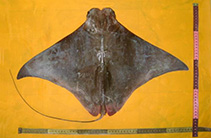 Image of Rhinoptera jayakari (Oman cownose ray)