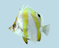 Image of Roa australis (Triple-banded butterflyfish)