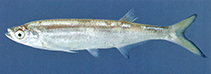 Image of Salmostoma sardinella (Sardinella razorbelly minnow)