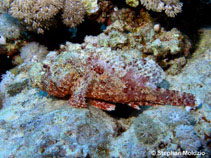 Image of Scorpaenopsis barbata (Bearded scorpionfish)
