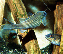 Image of Schwetzochromis neodon 