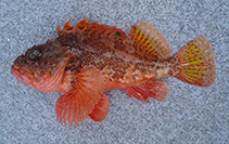 Image of Scorpaena papillosa (Red rock cod)