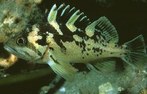 Image of Sebastes chrysomelas (Black-and-yellow rockfish)