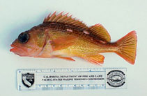 Image of Sebastes lentiginosus (Freckled rockfish)