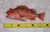 Image of Sebastes oculatus (Patagonian redfish)
