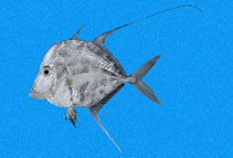 Image of Paraselene orstedii (Mexican moonfish)