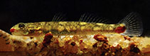Image of Sicyopus jonklaasi (Lipstick goby)