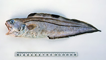 Image of Sirembo metachroma (Chameleon cusk)