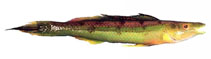 Image of Siphonognathus radiatus (Long-rayed weed whiting)