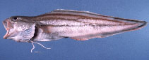 Image of Sirembo amaculata (Lined cusk)